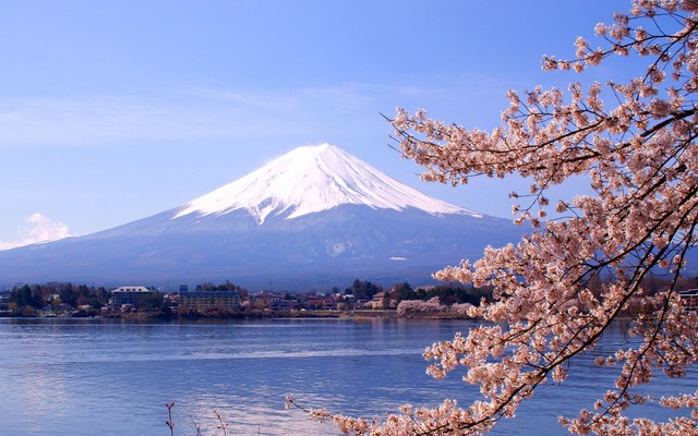 Fuji con cerezo en flor