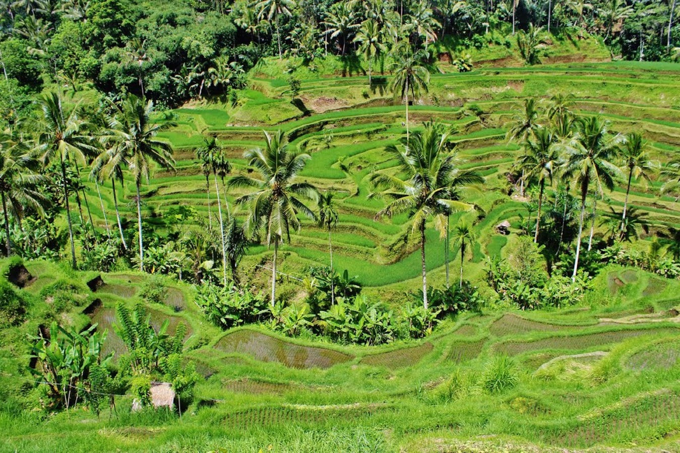 terrazas de arroz en Bali