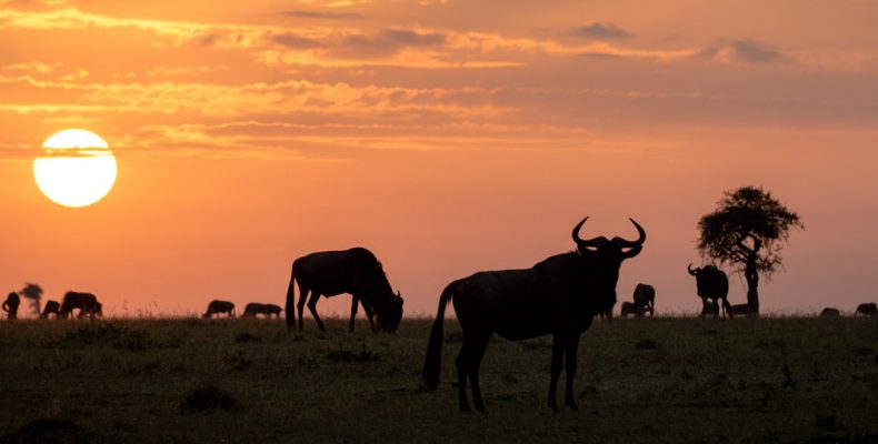 safari fotográfico en Kenia