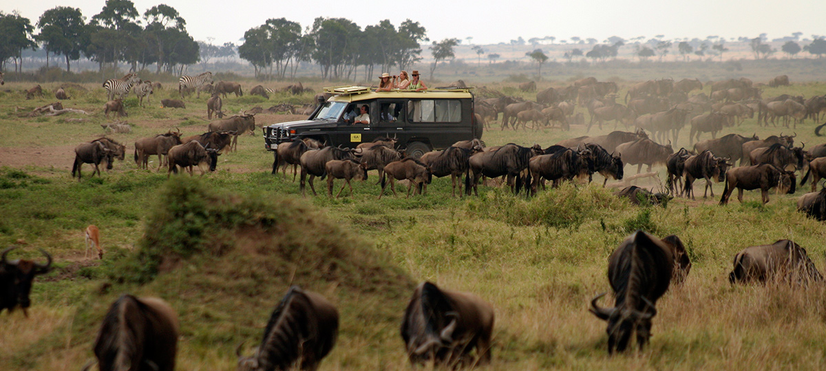 safari fotográfico gran migración